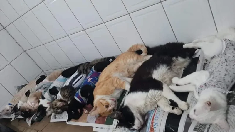 Fama castra 110 animais em novo mutirão