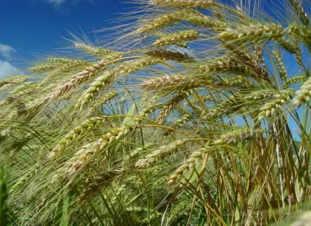 Boletim Agropecuário de agosto traz estimativa de aumento de 79% na safra de trigo