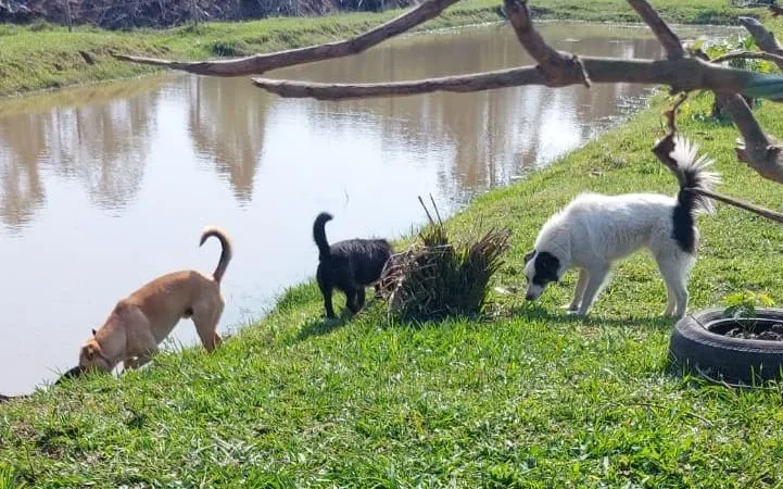Fama celebra bom trabalho com animais de rua
