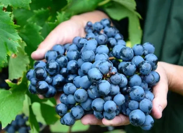 Agricultura investirá R$ 1 milhão para proteger a fruticultura do granizo