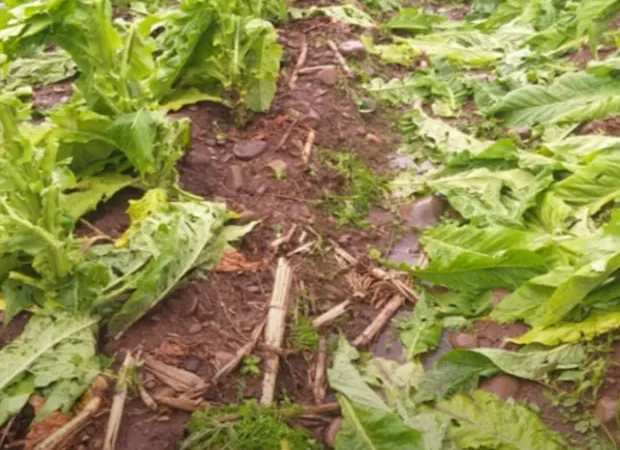 Granizo causou danos pontuais nas lavouras em setembro, diz Epagri