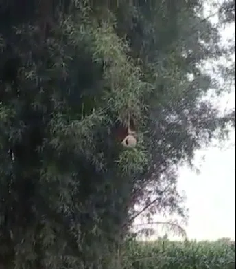 VÍDEO: Agricultor registra ninho de João-de-barro na ponta de um bambu