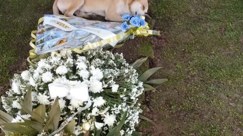 Cachorro acompanha cortejo e dias depois deita ao lado de sepultura em SC