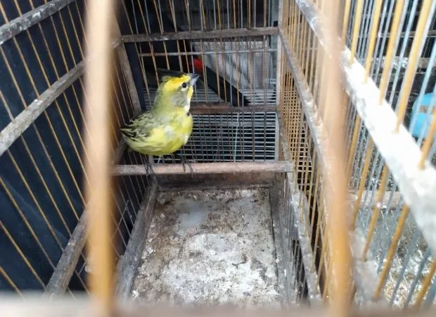 Aves ameaçadas de extinção são resgatadas pelo IMA
