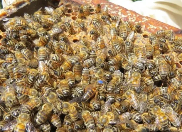 Santa Catarina investe R$ 1 milhão para fortalecer a apicultura e meliponicultura