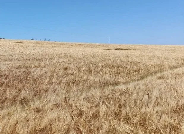 Epagri e Ambev apresentam projeto de fomento da cevada em SC nesta sexta