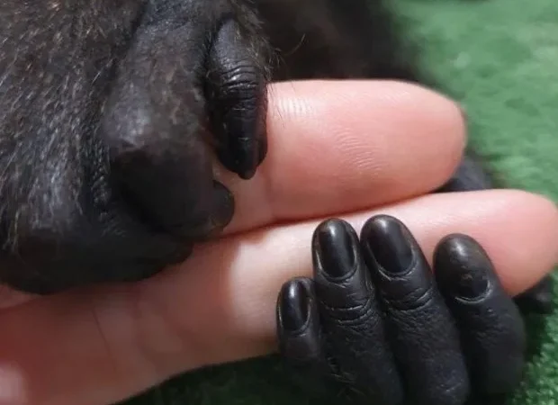 IMA resgata mais 1,7 mil animais silvestres terrestres entre primavera e verão