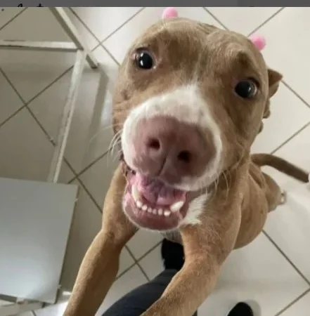 Continua em recuperação Pitbull resgatada pela DIC em Araranguá