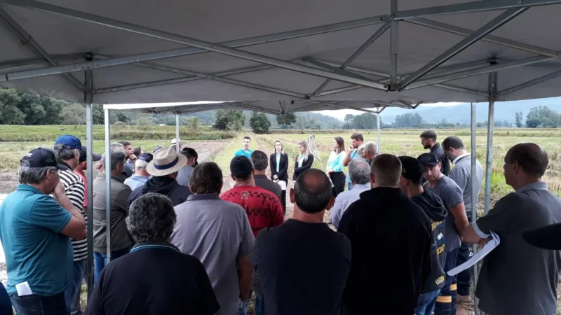 Dia de Campo e expectativa de alta produtividade na colheita do arroz