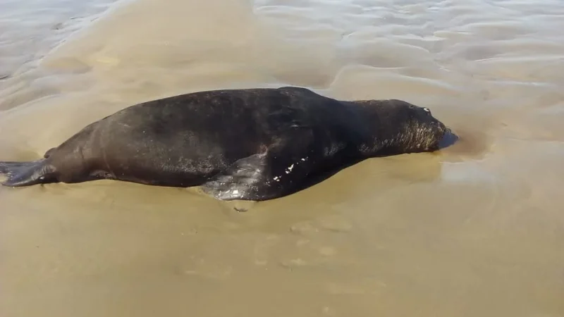 Leão marinho é encontrado morto na orla do Arroio