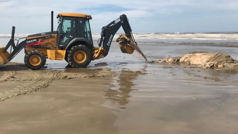 CARCAÇA DE ANIMAIS MARINHOS  NA ORLA DE ARARANGUÁ