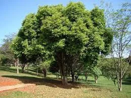 Jambolões de Araranguá (Lembranças…)
