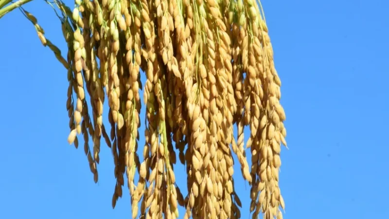 ABERTURA OFICIAL DA COLHEITA DO ARROZ É LANÇADA EM TUBARÃO