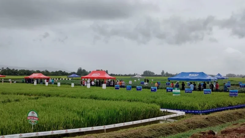 7º Dia de Campo Dagostin Sementes deve  reunir agricultores de toda a região