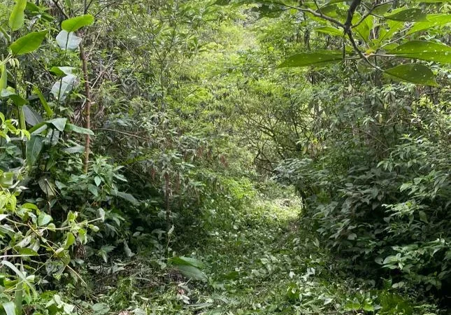 Turismo de Timbé do Sul realiza abertura de trilhas
