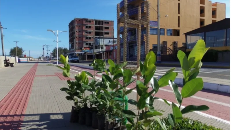 Replantio de árvores na beira mar, coleta de lixo eletroeletrônico e ação social vão marcar a Semana do Meio Ambiente  no Balneário Gaivota