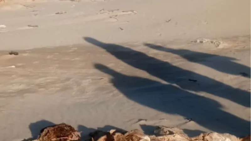 Casal encontra ossada humana na beira da praia