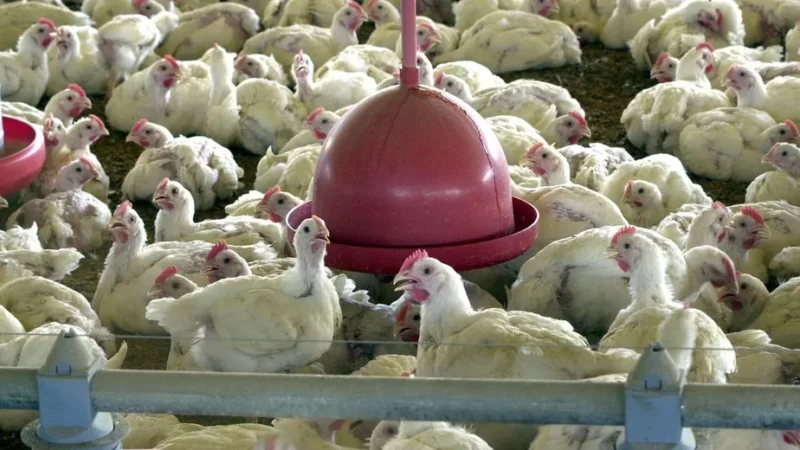 Japão anuncia fim do embargo à exportação de carne de frango catarinense
