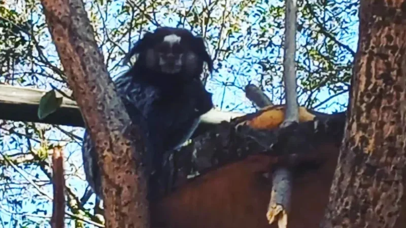 Animais de vida livre são atração à parte no Parque Belinzoni