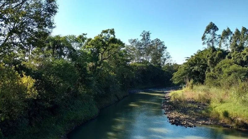 Dia da Árvore: preservação de matas ciliares impacta diretamente a qualidade das águas