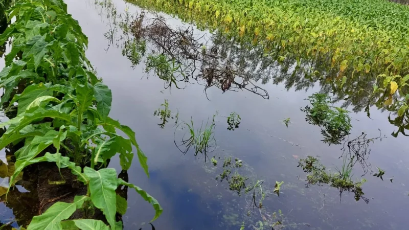 Epagri estima prejuízos de R$ 1milhão no setor primário