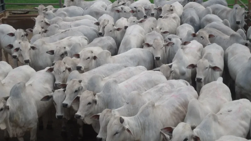 Rumo acelerado para uma genética de carne de qualidade