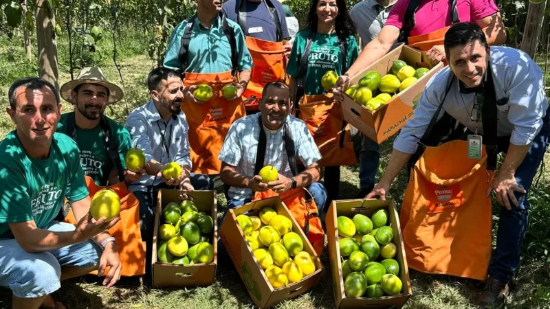 Sombrio é sede de evento estadual da Colheita do Maracujá