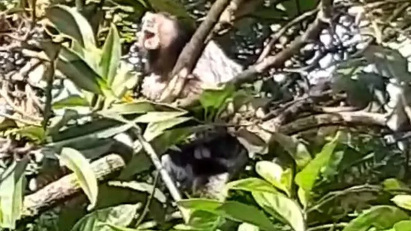 Macaco da espécie sagui é atração do Parque Belinzoni