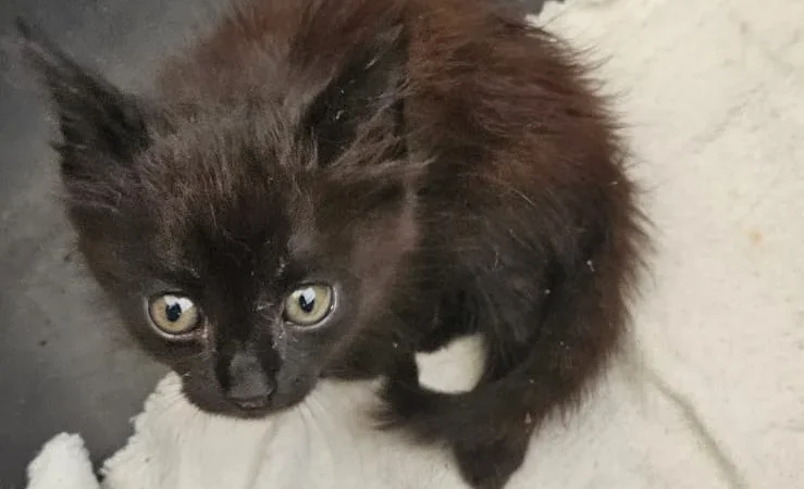 Filhote de gato é abandonado em frente à sede da Fundação Ambiental