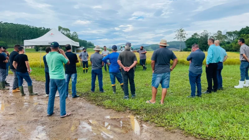 Dia de Campo destaca Sustentabilidade e Produtividade nas Cultivares de Arroz da Epagri