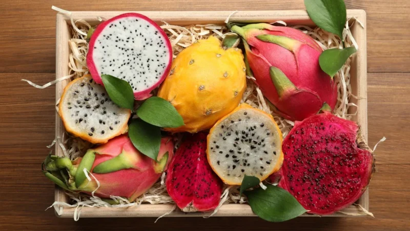 Terceiro Simpósio Brasileiro de Pitayas promove Inovação e Conhecimento na Agricultura