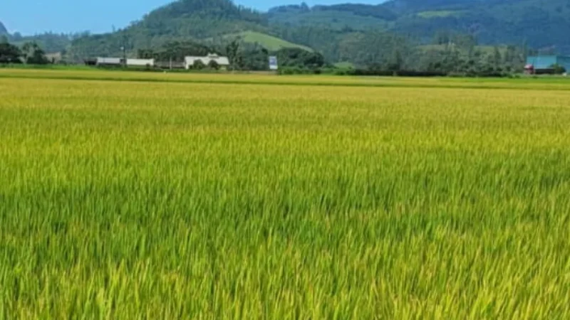 Cooperja acompanha colheita de arroz e atesta a qualidade das sementes e grãos