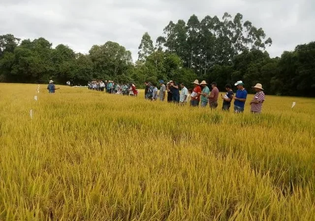 Morro Grande recebeu técnicos para um Dia de Campo sobre arroz irrigado