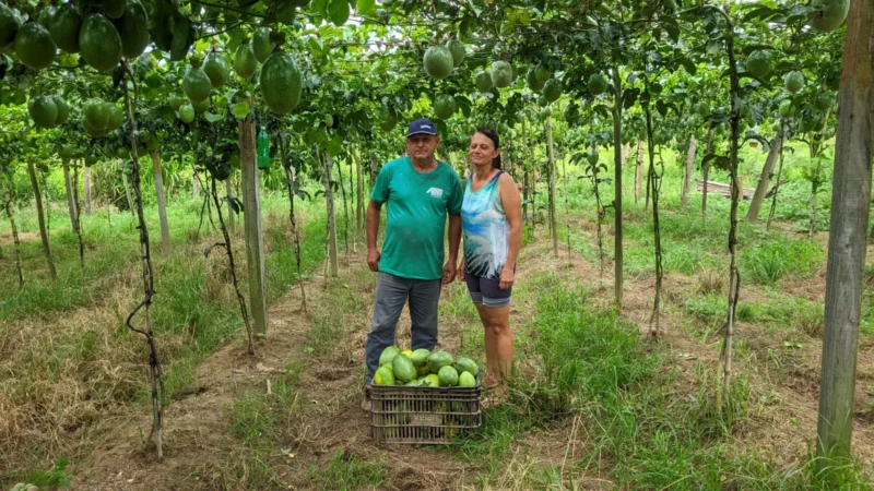Agricultores de Turvo se tornam referência e produtos atingem outros estados brasileiros