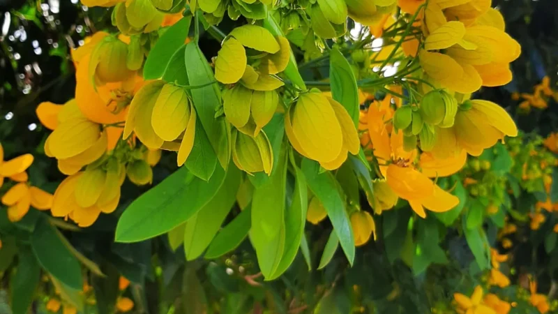 Temporada de floração das árvores Sena-da-argentina deixa ambiente mais colorido
