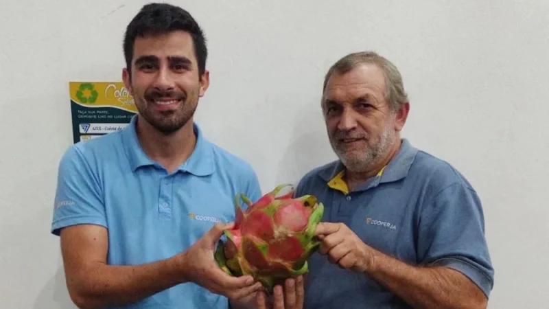 Associado da cooperja ganha pitaya gigante