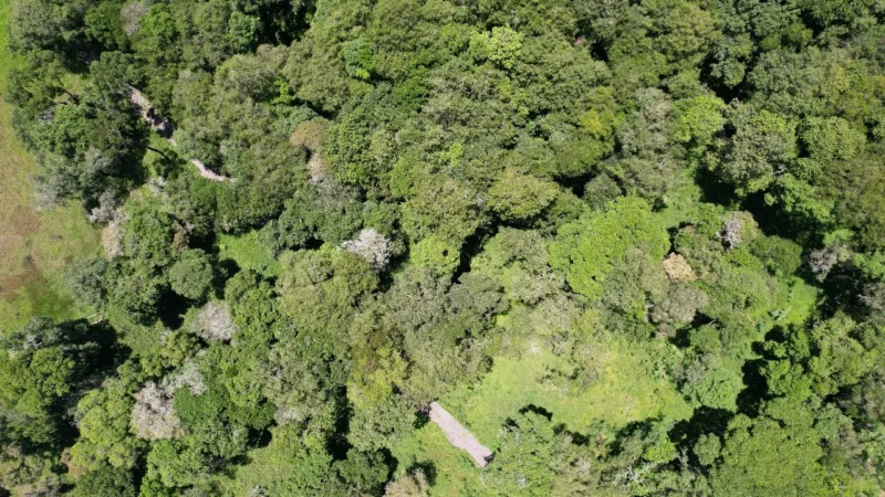 Dia do Meio Ambiente: conheça uma das soluções para preservar a natureza e evitar novos desastres