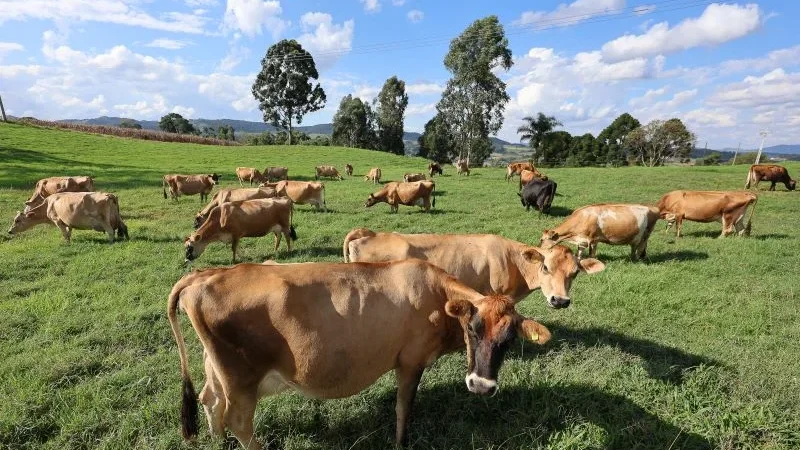 Programa Leite Bom SC inicia elaboração de projetos para financiamento rural