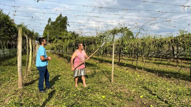 Cooperja pede atenção dos cooperados para lei do vazio sanitário do maracujá