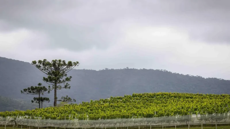 Encerra dia 18 de julho prazo para emissão do CCIR (Rural)