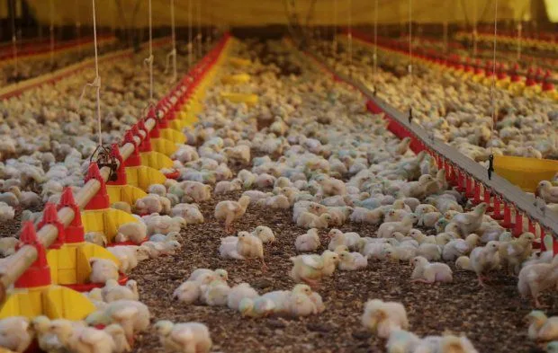 Agricultura e Pecuária emite Nota Técnica para reforçar biosseguridade em granjas avícolas