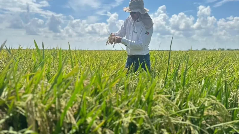 Comitiva de Turvo viaja para EUA em busca de novos conhecimentos sobre arroz