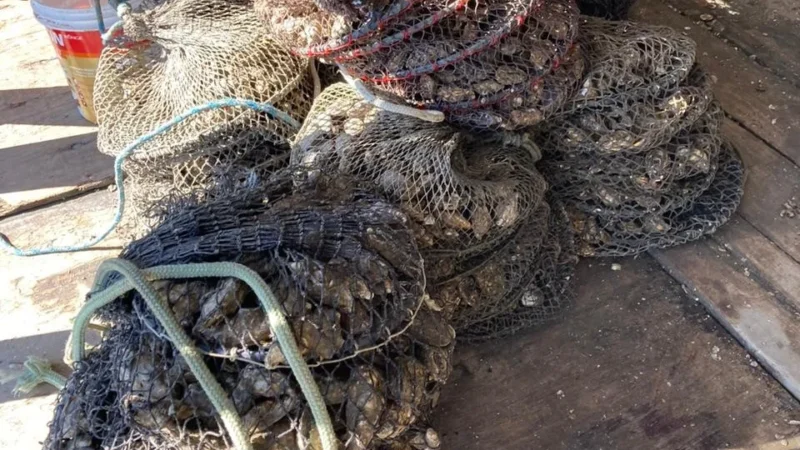 Após novas análises, Cidasc mantém suspensão de retirada, comercialização e consumo de moluscos bivalves