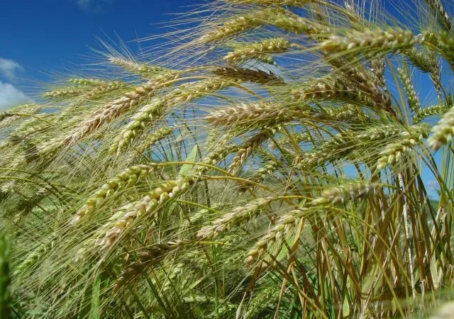Epagri estima que safra de inverno 2024/2025 deve ser melhor do que a anterior