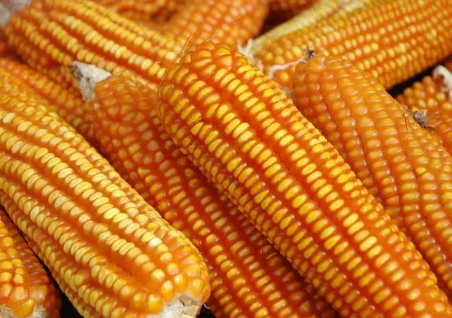 Secretaria de Agricultura e Epagri promovem debate sobre desafios da produção de milho no Sul do Brasil