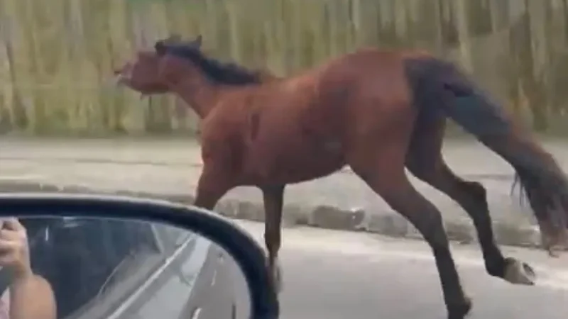 Moradores flagram cavalo enquanto é puxado por carro na Getúlio Vargas