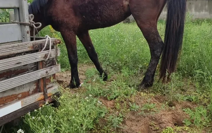 Caso Cavalo: Novas Revelações e Investigação