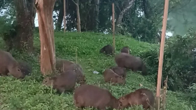 Aparecimento de Capivaras no Rio Araranguá chama a atenção de moradores