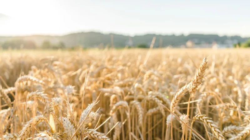 Produção de trigo em SC: estimativa é de aumento em 40,8% na safra 2024/2025