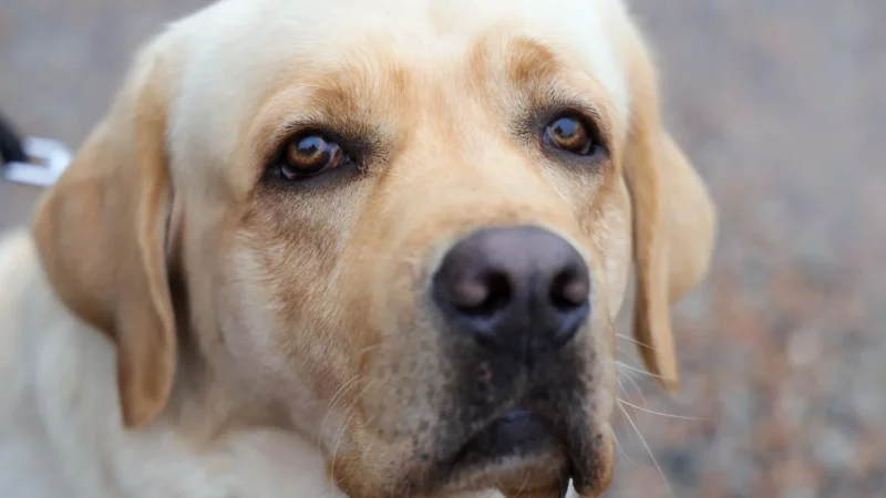 Campanha lançada em dezembro é um chamado à conscientização e guarda responsável dos animais